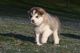 ALASKAN MALAMUTE 622